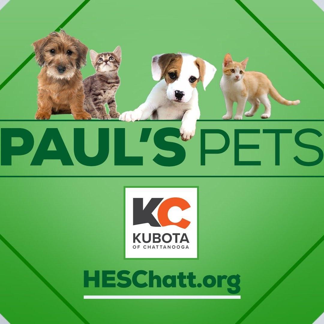 PAUL'S PETS: 'Happy' the dog up for adoption at Humane Educational Society in Chattanooga